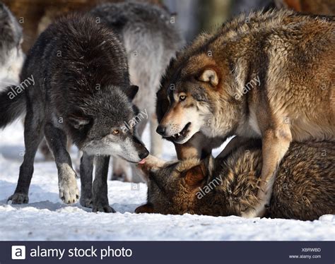 Wolf Pack With Alpha Male High Resolution Stock Photography And Images