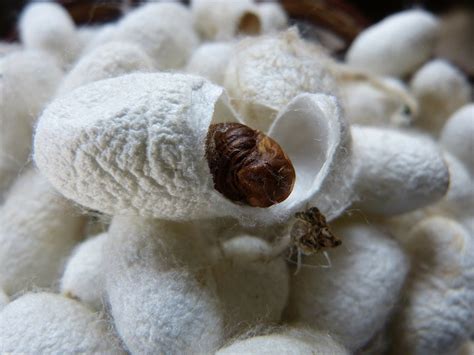 Silk Silkworm Life Cycle Extraction Process Atelier Yuwaciaojp