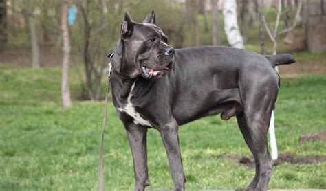 Cane Corso Breed Facts And Information Petcoach