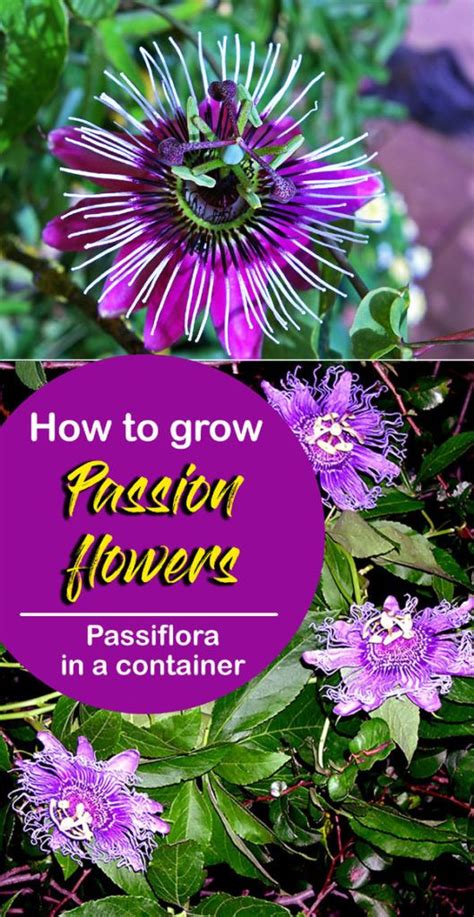 Passion Flowers In A Container With The Title How To Grow Passion