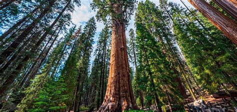 The 9 Oldest Tallest And Biggest Trees In The World One Tree Planted