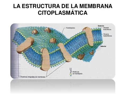 Membrana Citoplasmatica Estructura De La Membrana Citoplasmatica Images