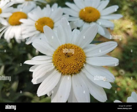 White With Yellow Center Flower Hi Res Stock Photography And Images Alamy