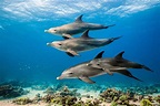 Foto de la película Delfines: La vida en el arrecife - Foto 19 por un ...