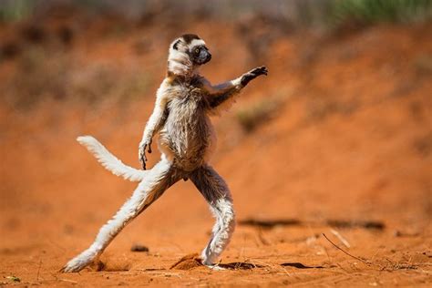 Hilarious Winners Of The First Annual Comedy Wildlife Photography