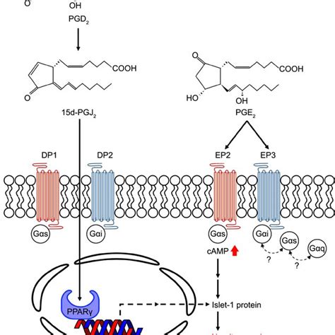 The Biosynthesis And Signaling Pathway Of Prostaglandins Pla Download Scientific Diagram