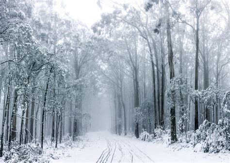 Eucalyptus And Snow Mt Donna Buang Victoria Australia
