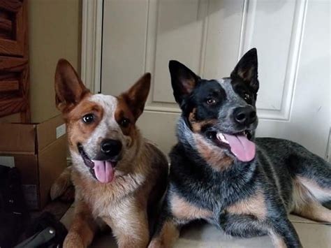 You will find australian cattle dog dogs and puppies for adoption in our ohio listings. Australian Cattle Dog puppy dog for sale in Ellensburg, Washington