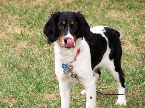 Engelsk Springer Spaniel Hvalpe Til Salg Kennel Karaktertræk