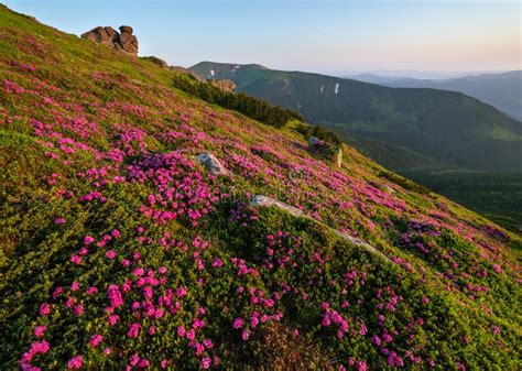 Pink Rose Rhododendron Flowers On Summer Mountain Slope