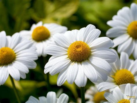 Marguerite Daisy National Flower Of Denmark Meaning Of The Daisy