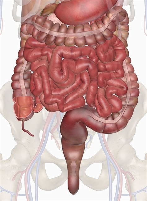 Human Intestines Interactive Anatomy Guide
