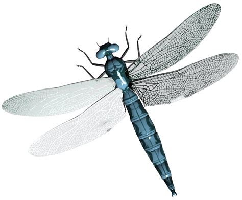 Dragonfly Png Transparent Image Download Size 952x787px