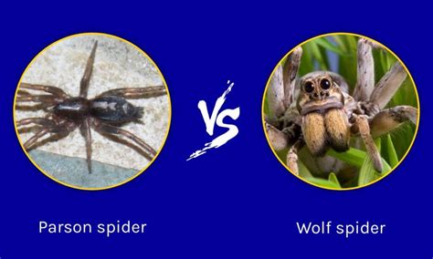 Parson Spider Vs Wolf Spider What Are The Differences