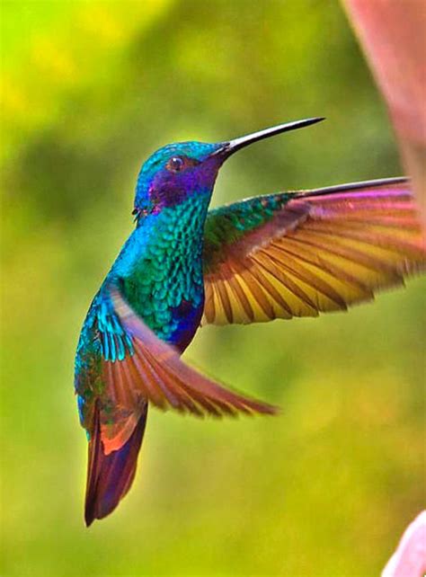 Lovely Sparkling Violetear Hummingbird Colibri Coruscans With Colorful Plumage Al Bourassa