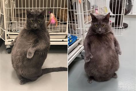 Fat Cat Who Walks On Hind Legs Is The Internets New Favorite Kitty