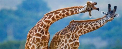 Giraffes Didnt Evolve Long Necks Simply To Reach Tree Leaves New