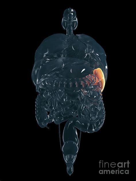 Human Spleen Photograph By Human Spleen Illustration Pixels