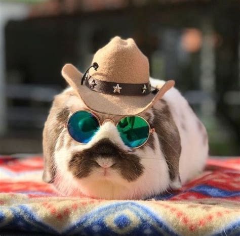 Animals Wearing Cowboy Hats Are Too Adorable To Miss In 2021 Cute