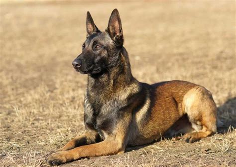 Belgian Shepherd Dogs Information And Dogs Facts Pets Feed