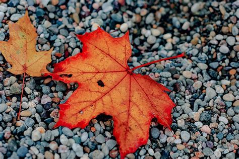 Leaf Autumn Fall · Free Photo On Pixabay