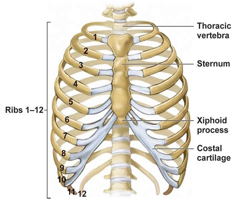 The rib cage is the arrangement of ribs attached to the vertebral column and sternum in the thorax of most vertebrates, that encloses and protects the vital organs such as the heart, lungs and great vessels. Two main divisions of the human skeleton - Online Science ...