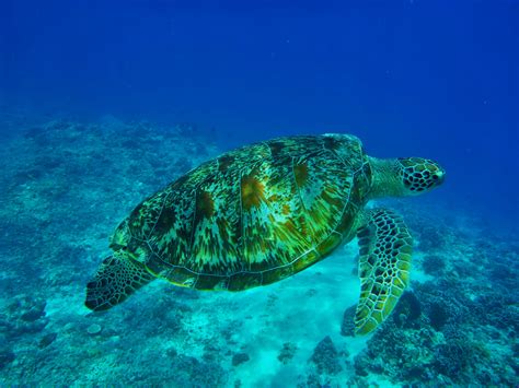 Free Images Lake Travel Diving Holiday Sea Turtle Reptile