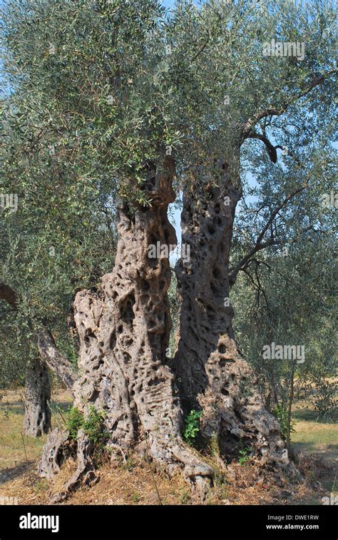 Very Old Olive Tree Stock Photo Alamy