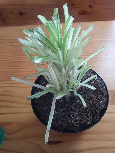 Ribbon plant, anthericum, spider ivy scientific name: Are Spider Plants Toxic To Cats