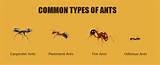 Photos of Difference Between Red Ants And Fire Ants