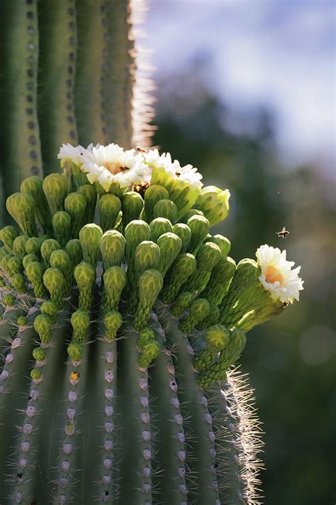 Saguaro Blooming Photograph By Saija Lehtonen Pixels