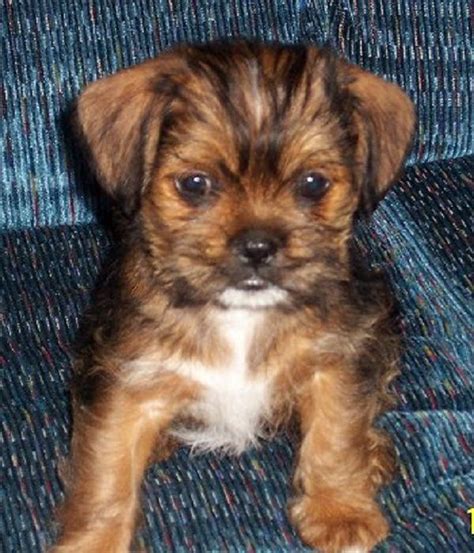 Chihuahua Shitzu Puppies Shih Tzu Chihuahua Mix Complete Guide To The