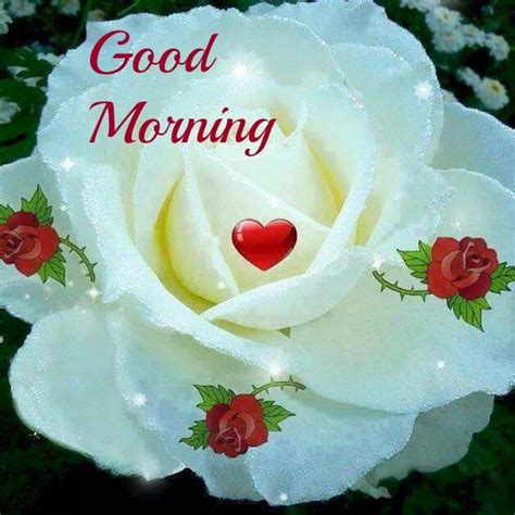 Good morning messages for friends: good-morning-rose-flower-wish-friends-pics-mojly-images-Morning-With-White-Rose-wg16624 - Mojly