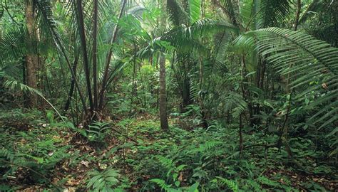 Endangered Plants In The Amazon Rain Forest Sciencing