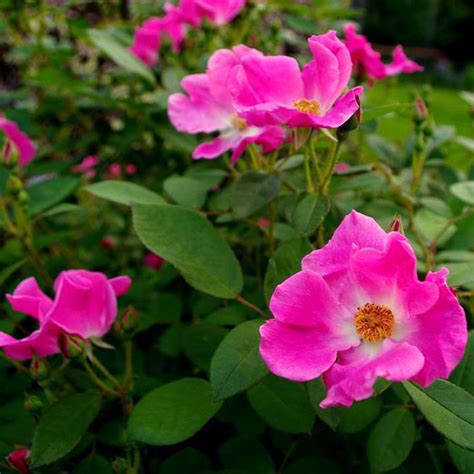 Non Stop Blooming Wild Rose — Yard And Garden Report