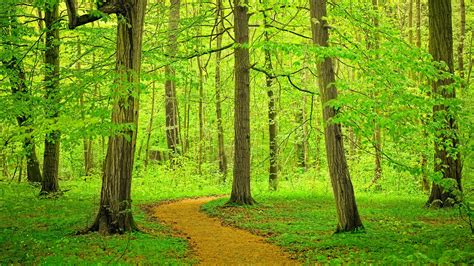 Path Through Beech Tree Forest Germany Windows 10 Spotlight Images