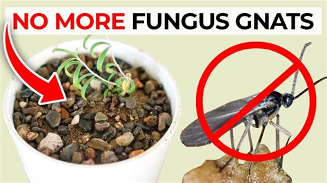 How To Get Rid Of Fungus Gnats In Houseplants Potting Soil Youtube