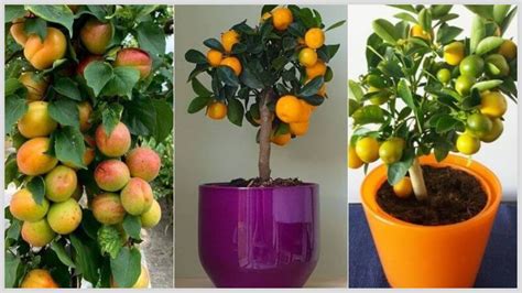 Tips For Growing Fruit Trees In Containers