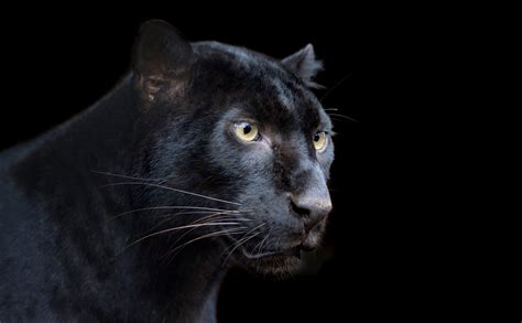 48 Black Panther Desktop Wallpaper