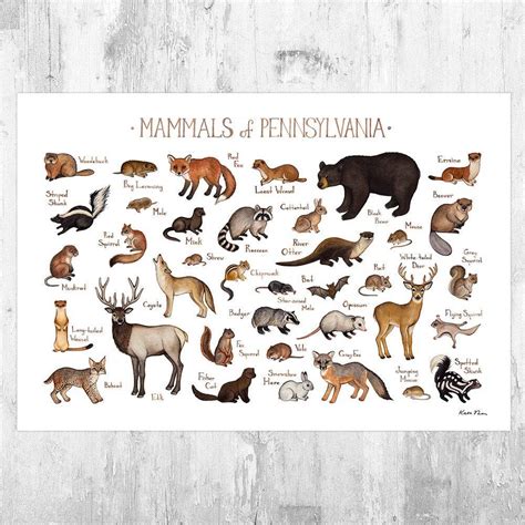 Pennsylvania Mammals Field Guide Art Print Animals Of Pennsylvania