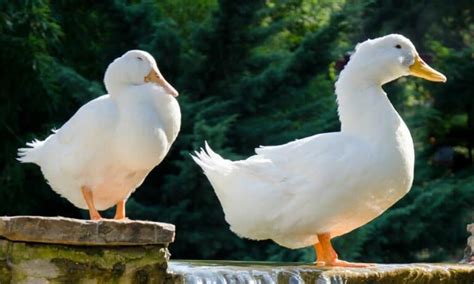 Pekin Ducks Male Or Female And How To Tell The Difference
