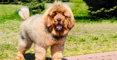 Tibetan Mastiff Dog Breed Information Breed Advisor