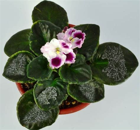 Powdery Mildew On African Violet Plants Baby Violets African Violets