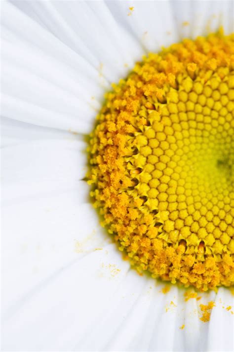 Things You Didnt Know About Daisies Daisy Fun Facts