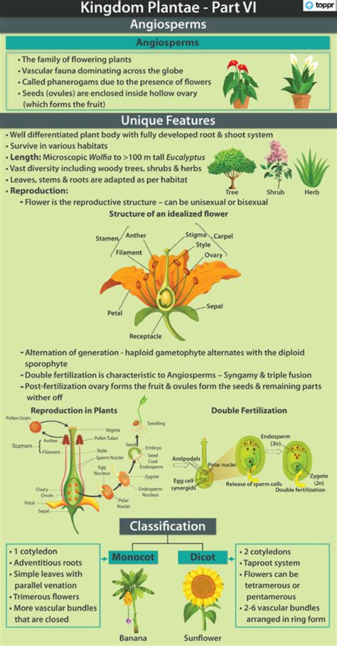 Angiosperms Plants
