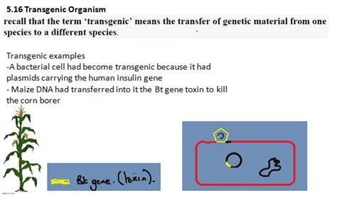 One of the most common reasons to develop a transgenic organism is in agriculture, where the development of genetically modified crops has led to a number of. Tatiksha's Biology Blog :): 5.16 Transgenic Organism