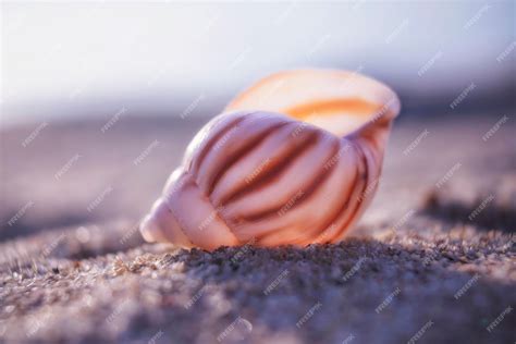 Premium Photo White And Brown Snail Seashell On A Beach Sand
