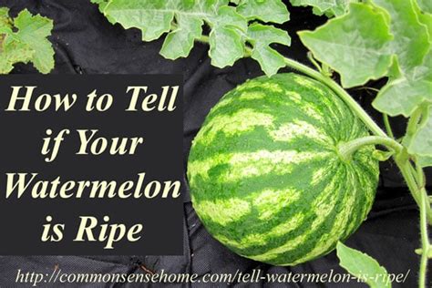 How Do I Know When A Watermelon On The Vine Is Ripe Ask An Expert
