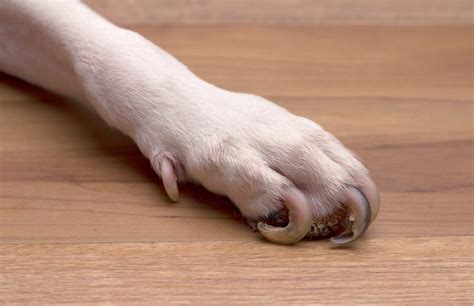 Top Guide How To Trim Your Dogs Nails Dogsrecommend