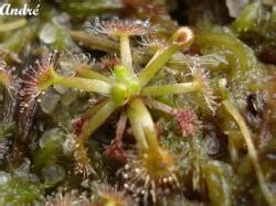Images drosera nitidula pygmy sundew carnivorous plant 10 seeds very rare brand: Drosera x nitidula x pulchella photos